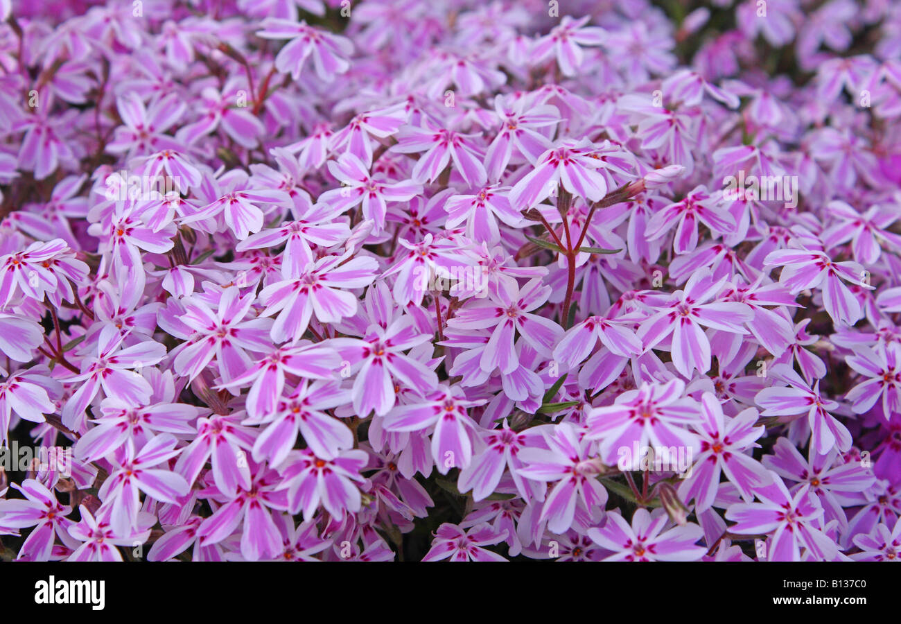 Pink Moss Phlox flowers blooming Phlox subulata Stock Photo - Alamy