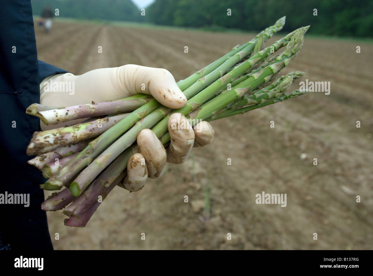 Asparagus farm hires stock photography and images Alamy