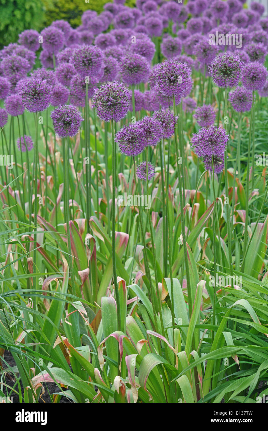 Purple giant garlic flowers close up Allium giganteum 'Gladiator' Stock