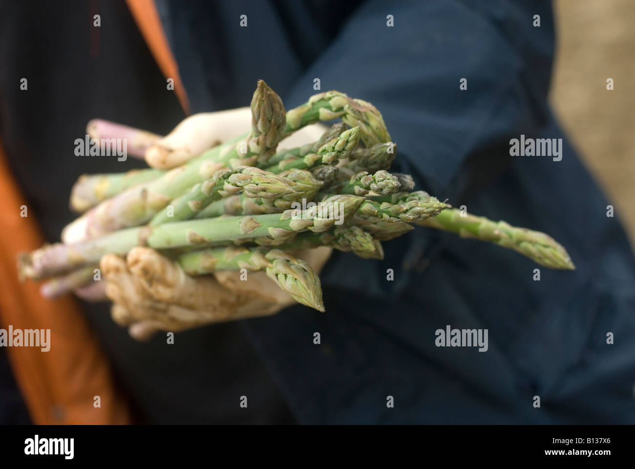 East Sussex near Lewes Picking asparagus Stock Photo Alamy