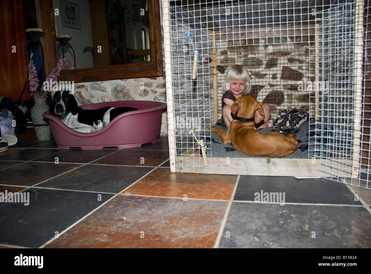 Stock photo of a blond haried two year old girl playing with her puppy in the dog cage Stock Photo