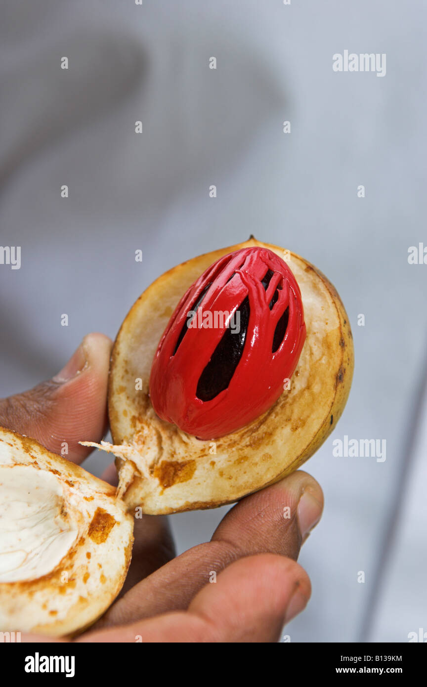 Fresh opened nutmeg pod held in hand showing the nutmeg seed and