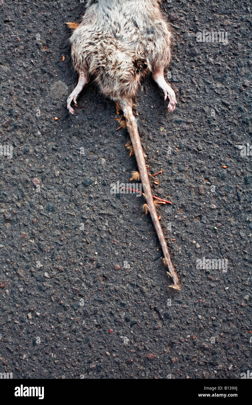 A dead rat lying on the ground. Stock Photo