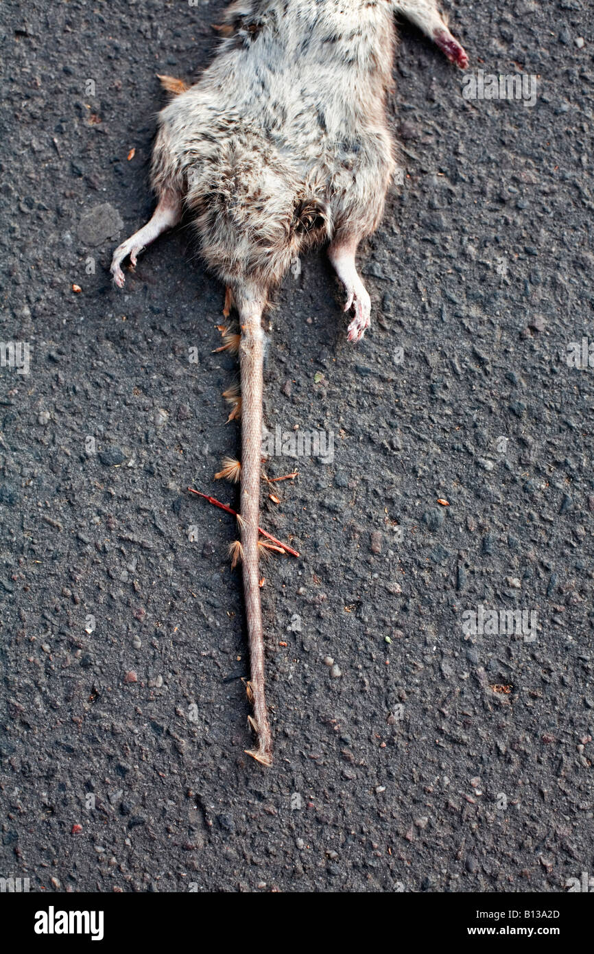 A dead rat lying on the ground. Stock Photo