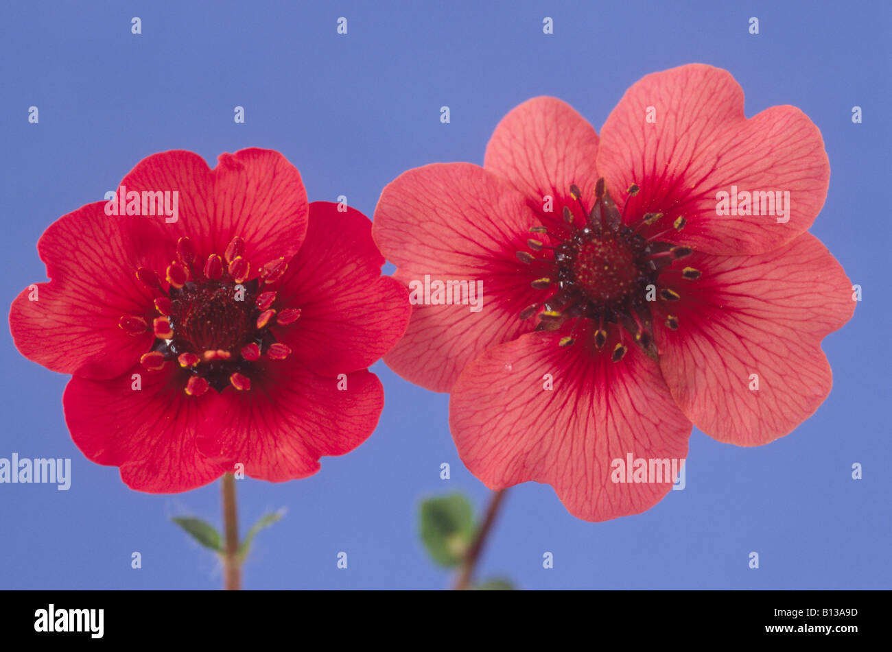 Potentilla 'Twinkling Star' (Cinquefoil) Stock Photo