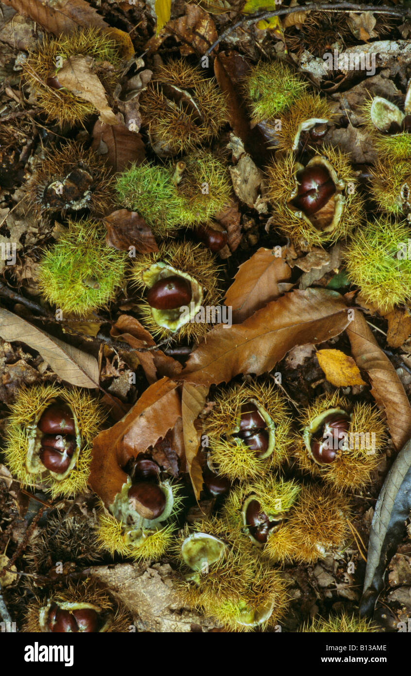 Sweet Chestnuts, Castanea sativa, on ground Stock Photo