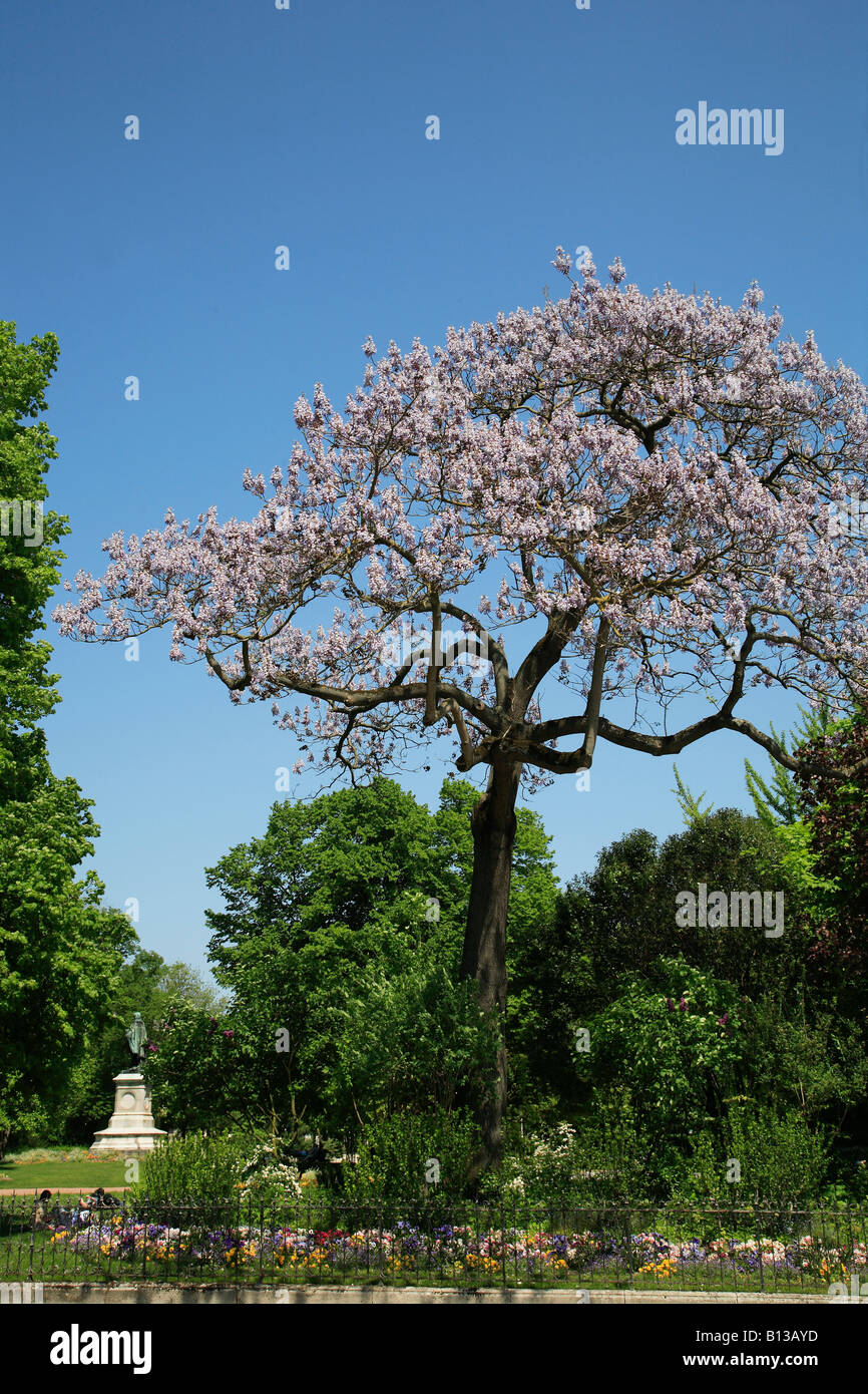 France Champagne Reims Square Colbert flowering tree Stock Photo - Alamy
