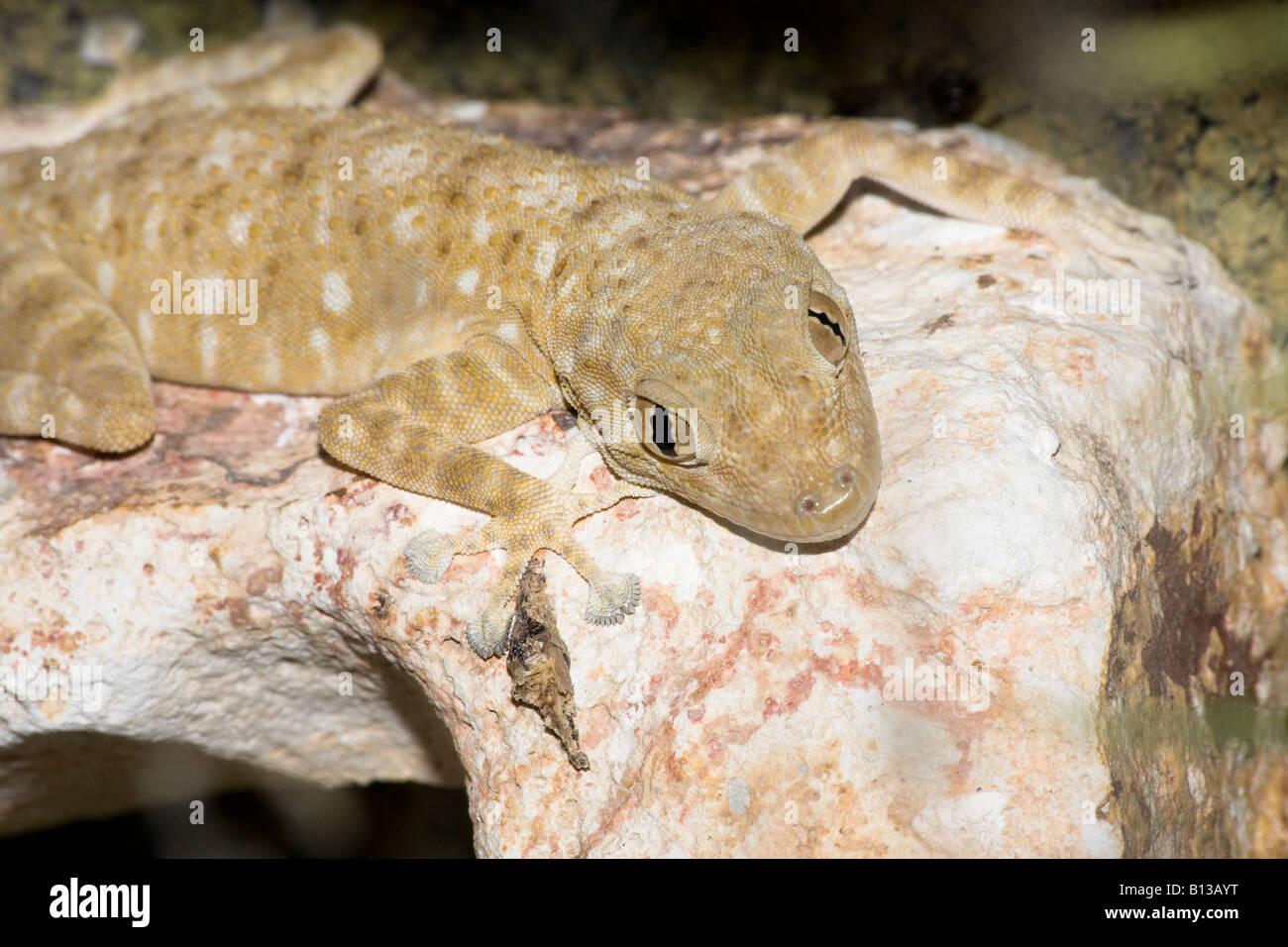 Fan-footed Gecko (Ptyodactylus) Stock Photo