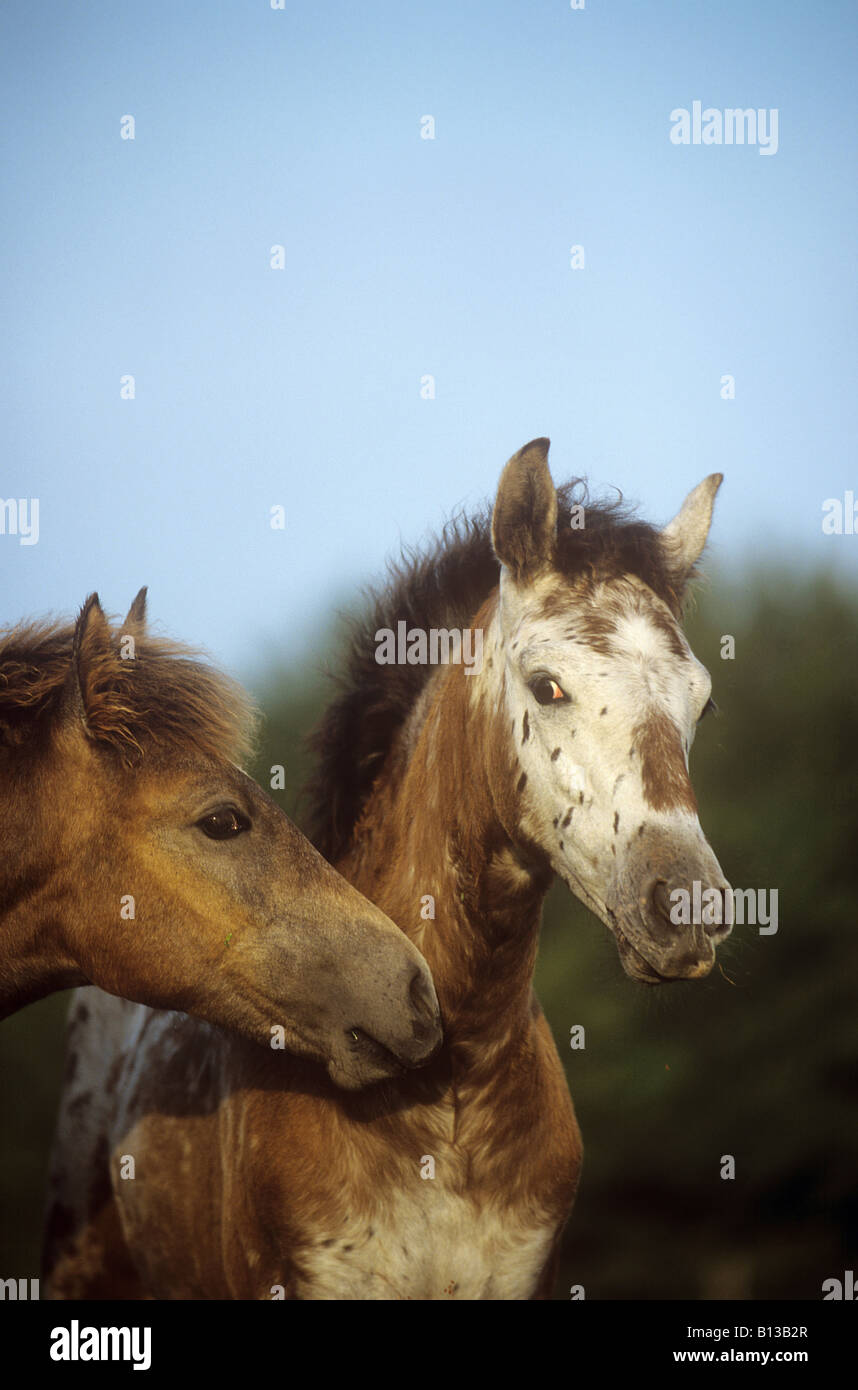 two Knabstrupper horses - portrait Stock Photo - Alamy