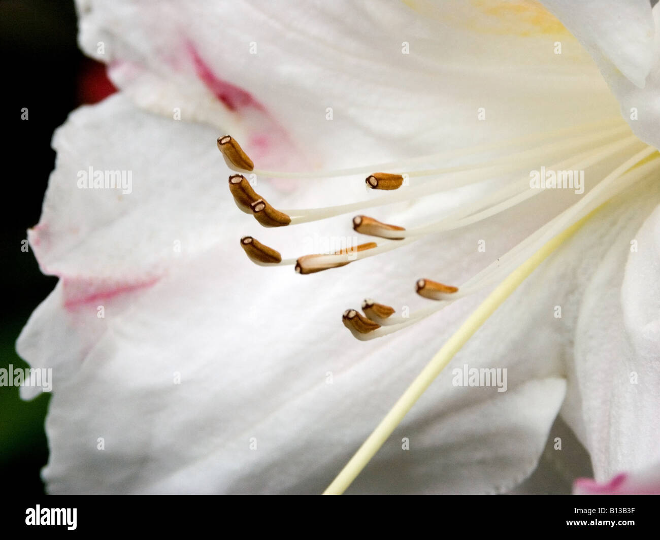 Detail of onopened stamens in a white and pink rhododendron flower Stock Photo