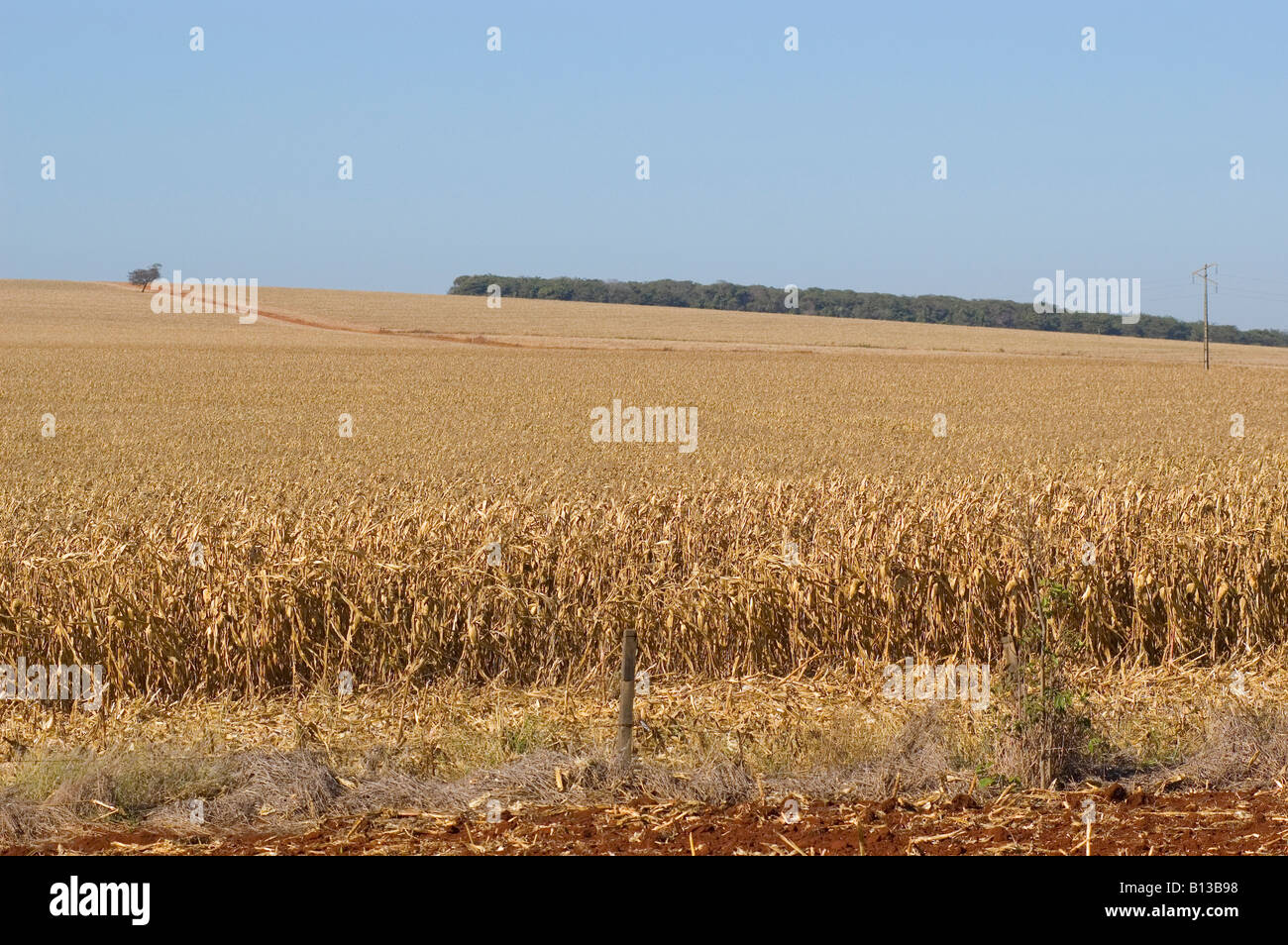 Planting of maize in Brazil Stock Photo