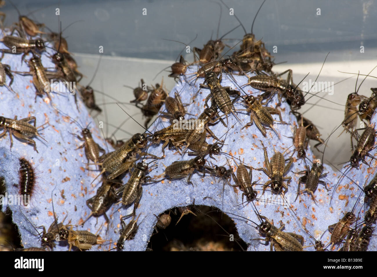 Brown Crickets (Gryllidae) For Lizard and Reptile food Stock Photo Alamy