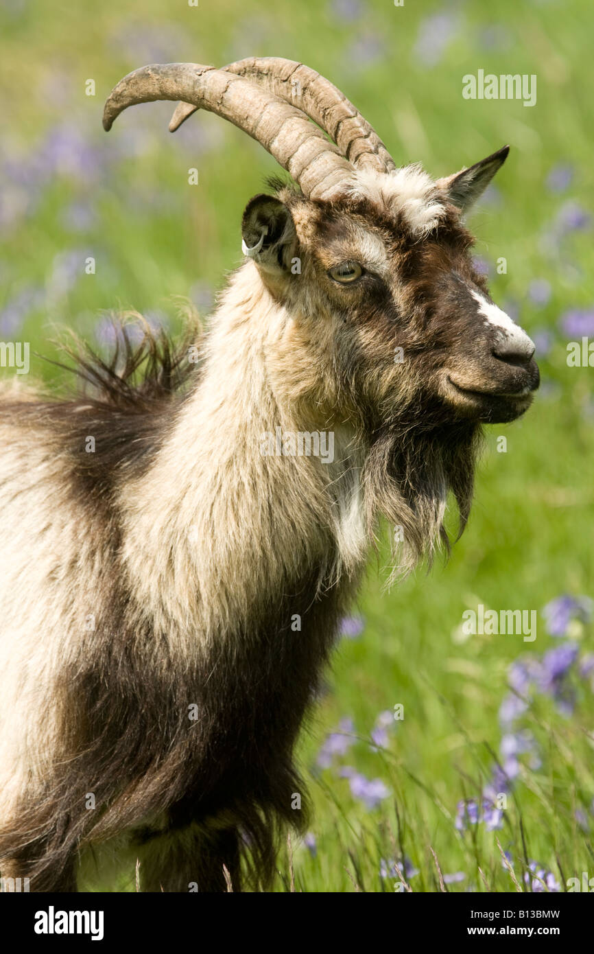 Wild Feral Goat Male Ram In The Wild Goat Park Galloway Forest Park