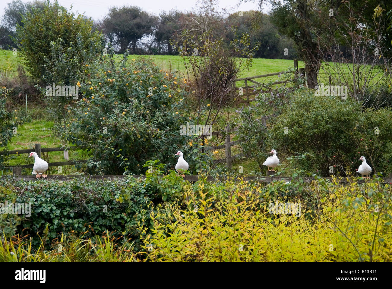 A row of Aylesbury ducks standing on a fence on a farm, Modbury, South Hams, South Devon. UK Stock Photo