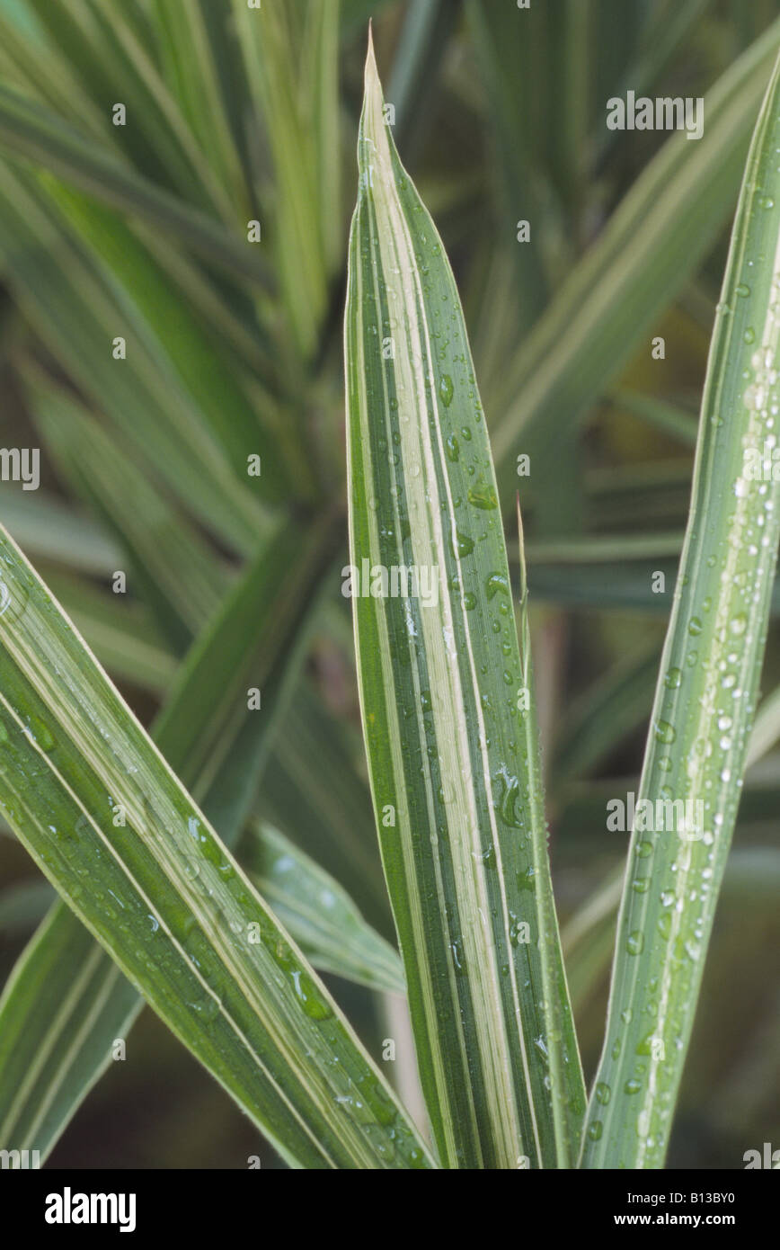 Pleioblastus variegatus AGM (Bamboo) Stock Photo