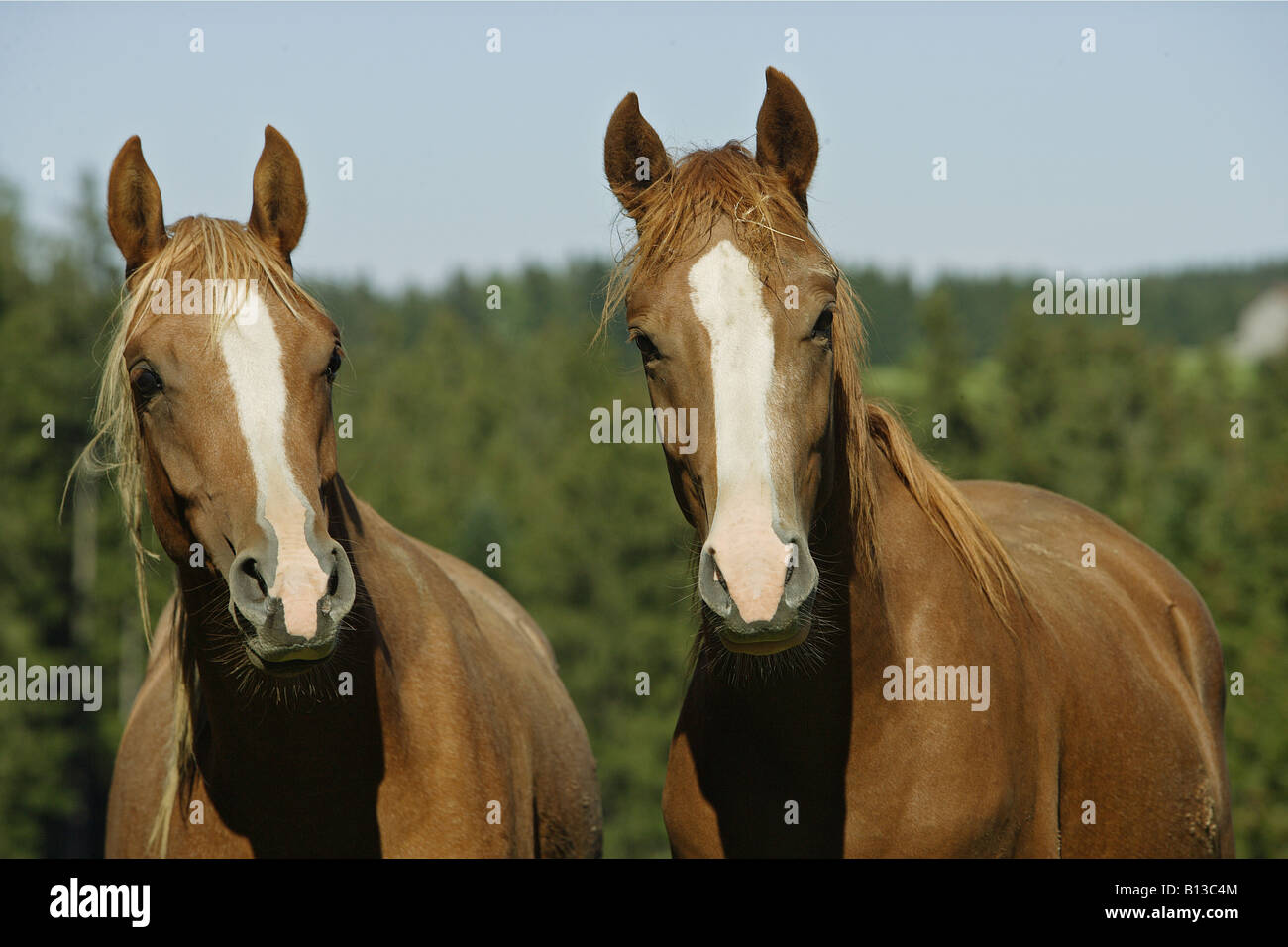 two young arabian horses portrait Stock Photo Alamy