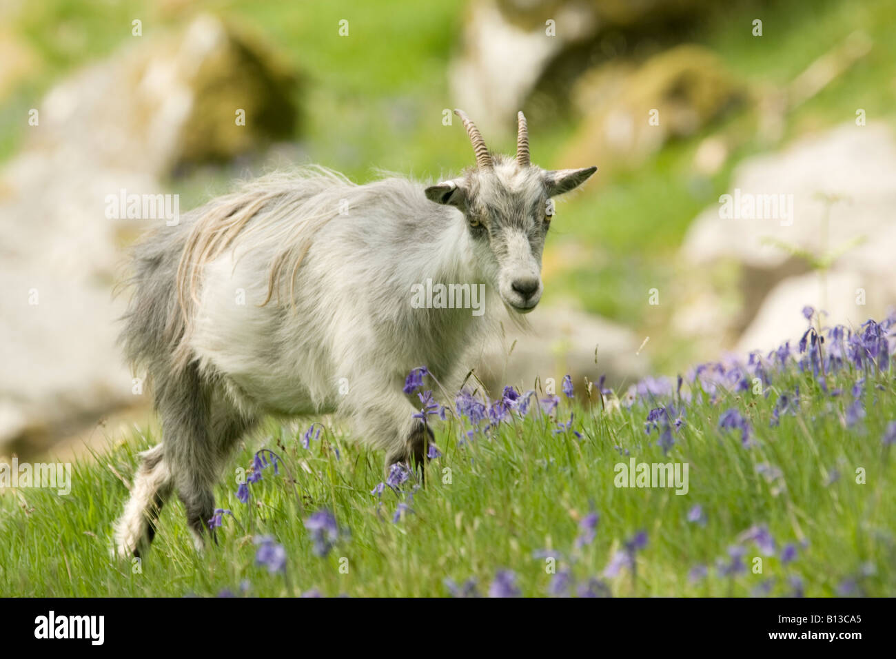 Wild feral goat nanny goat amougest the spring bluebells in the Wild Goat Park Galloway Forest Park Scotland UK Stock Photo