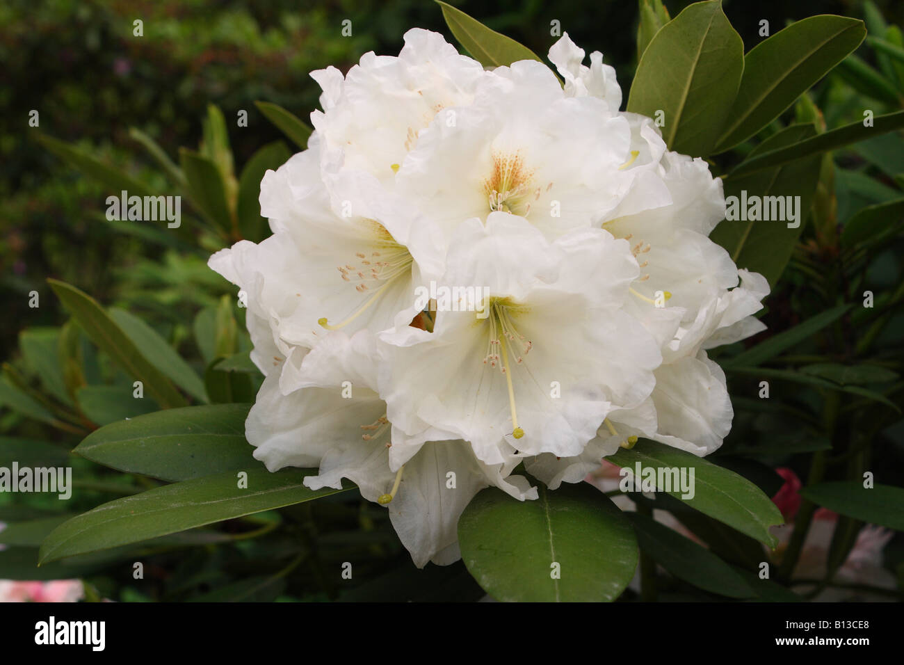 Burea Rhododendron White Rhododendron bureavii flowers blooming Stock Photo - Alamy
