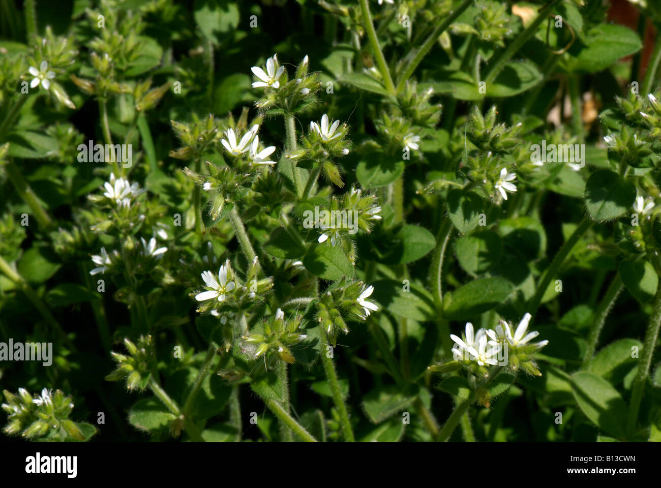 Common mouse ear Cerastium fontanum flowering garden and grassland weed Stock Photo