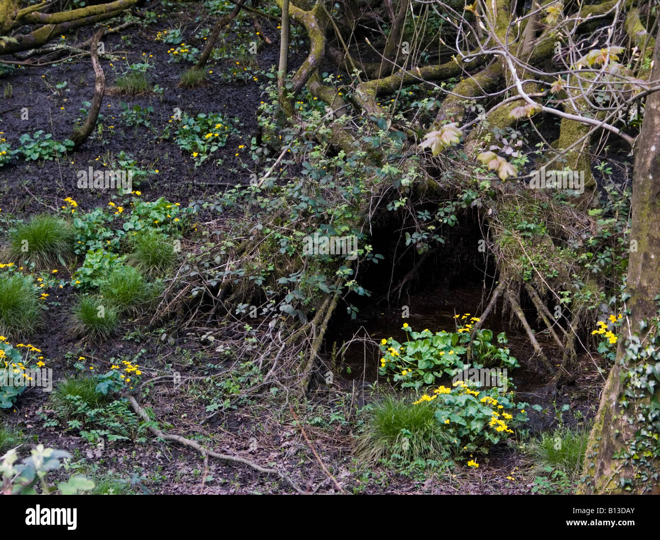 Marsh Marigolds or Kingcups (Caltha palustris) alongside the Afon Glaslyn river at Porthmadog, Gwynedd, Wales Stock Photo