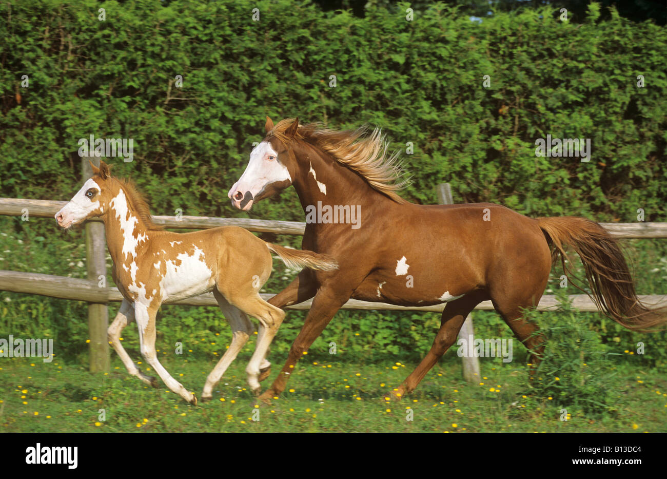 paint horse mare with foal galloping on meadow Stock Photo Alamy