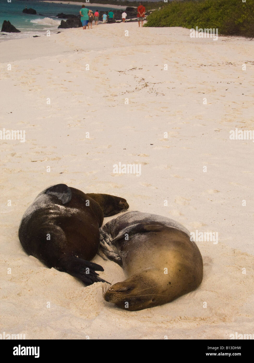 Sea lions resting on a beach Espanola Island Galapagos Ecuador South America Stock Photo