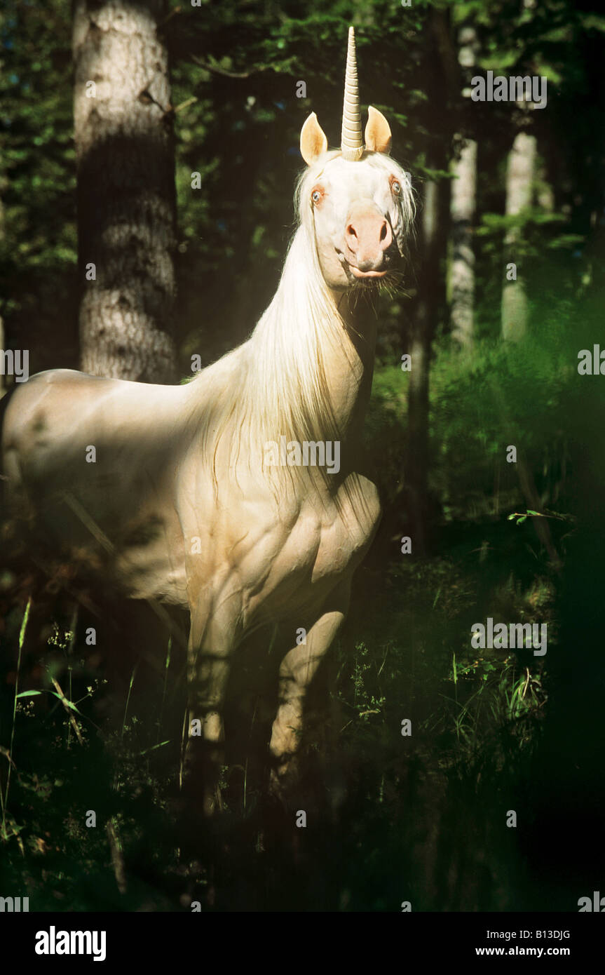 mythical creature : unicorn - standing in forest Stock Photo