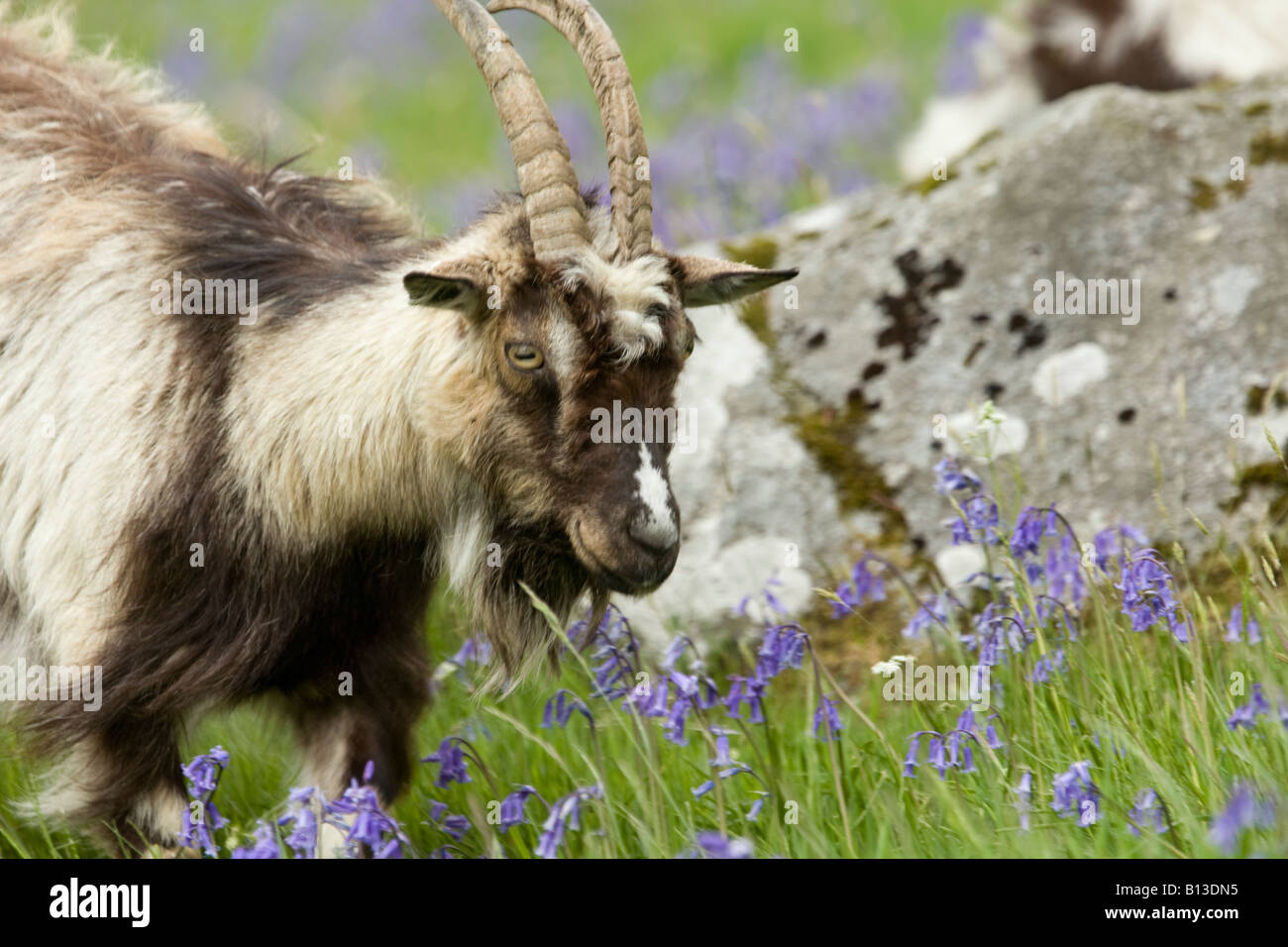 Wild feral goat male ram in the Wild Goat Park Galloway Forest Park Scotland UK Stock Photo