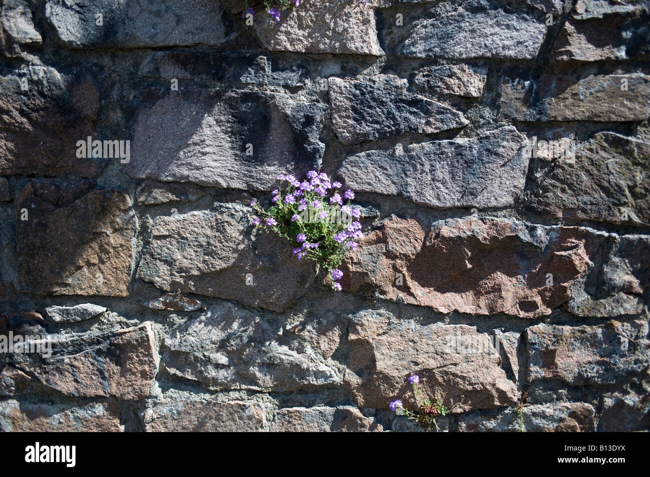 alpine flowers growing from stone wall Stock Photo - Alamy