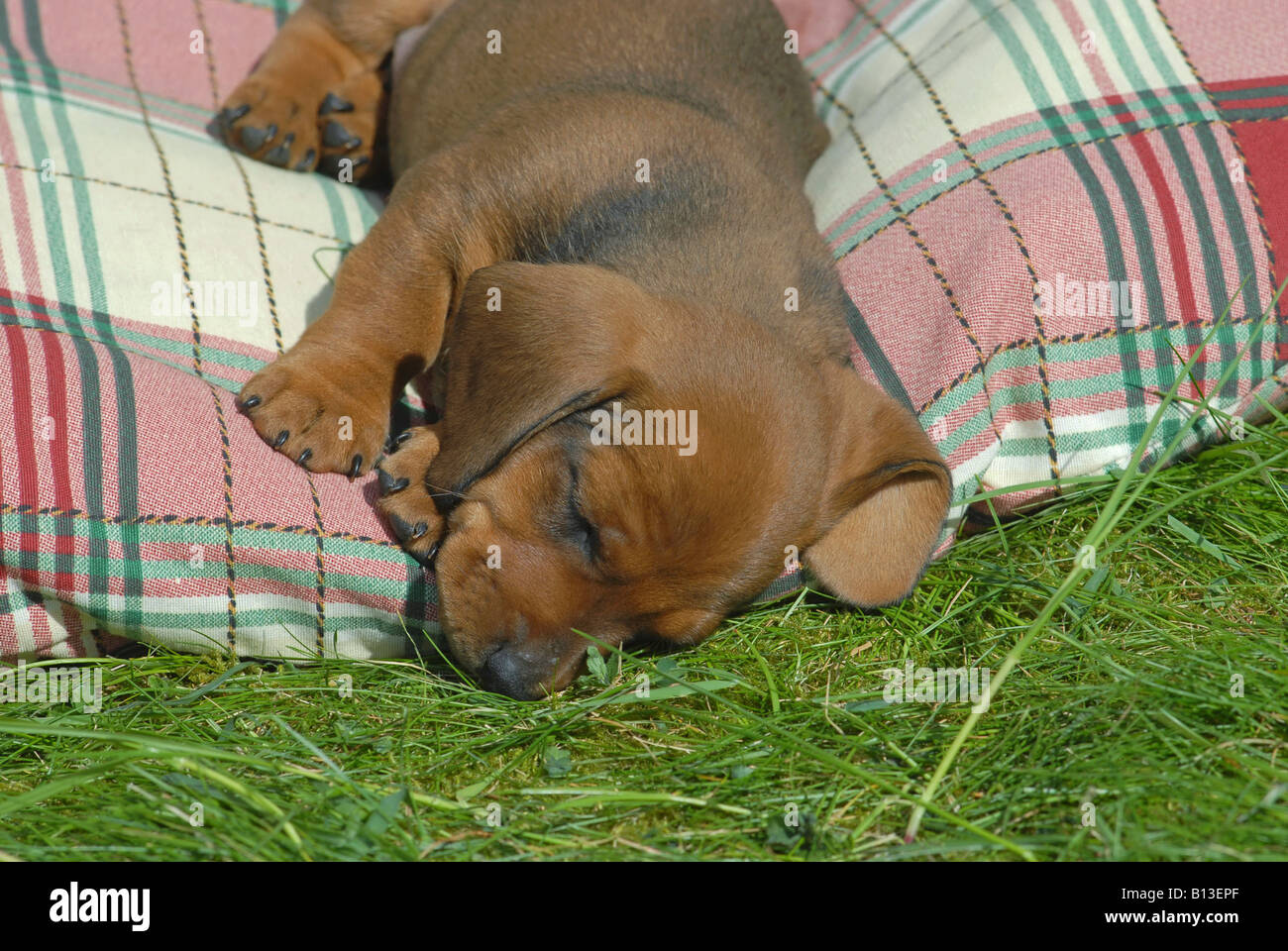 smoothhaired dachshund puppy sleeping on pillow Stock Photo Alamy