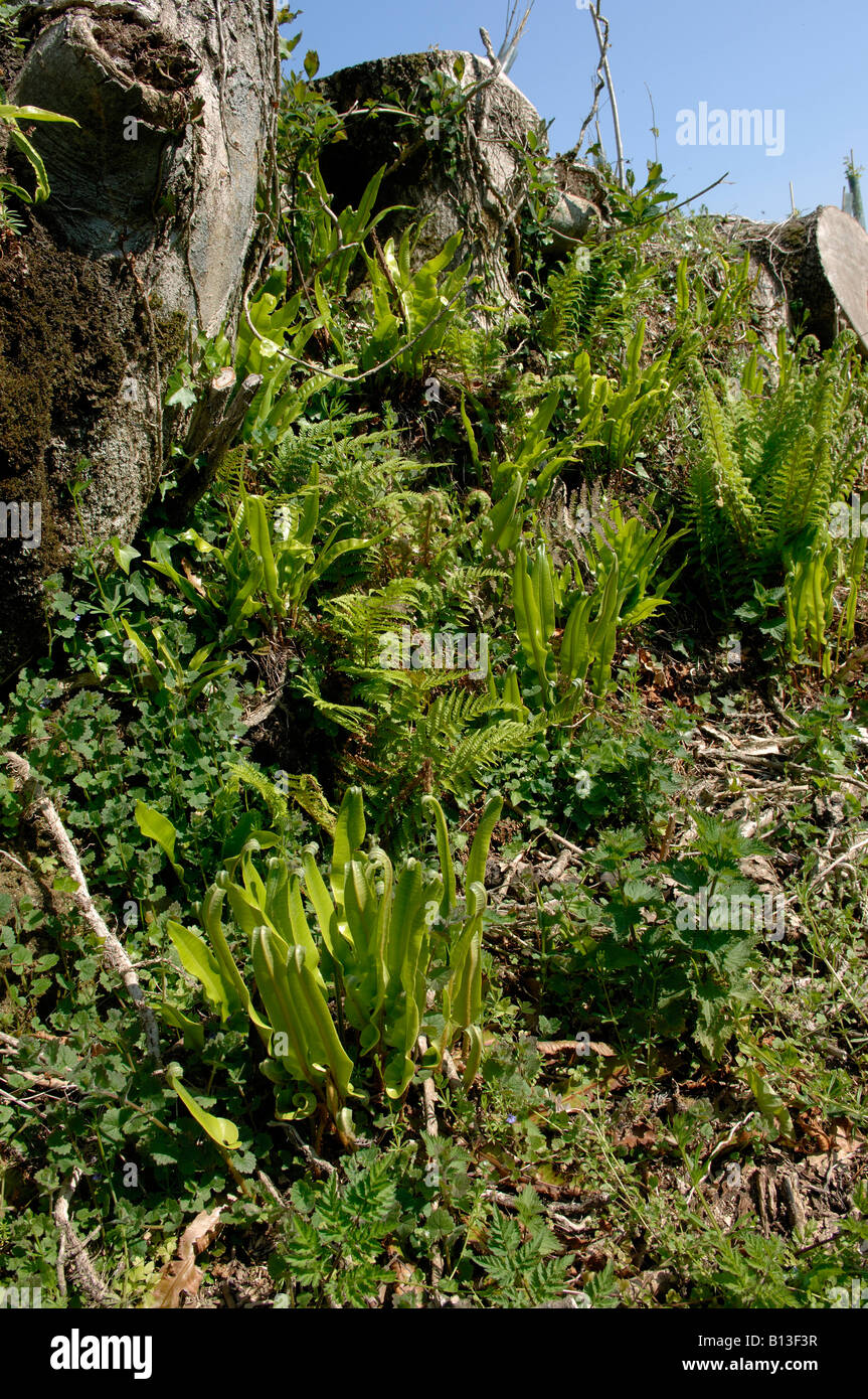 Devon bank with harts tongue and male ferns unfurling in spring Stock Photo