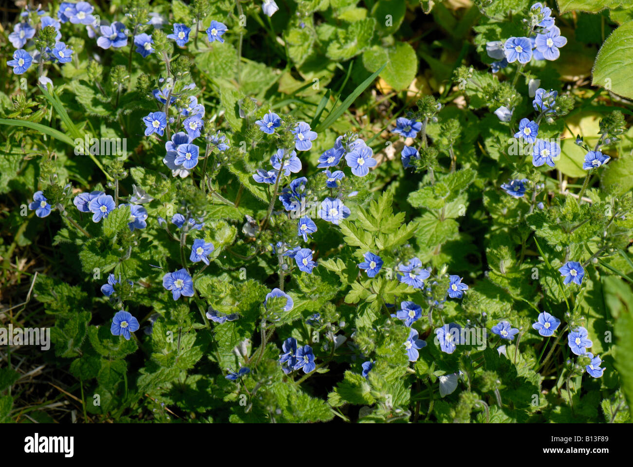 Birds eye or germander speedwell Veronica chamaedrys flowering plants Stock Photo