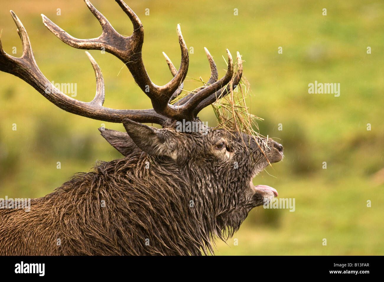 Red Deer during the rut Stock Photo - Alamy
