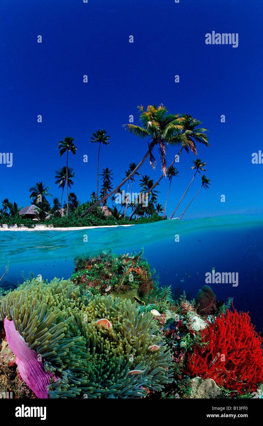 Coral Reef with Pink anemonefish and Island Amphiprion perideraion Digital Composition Stock Photo