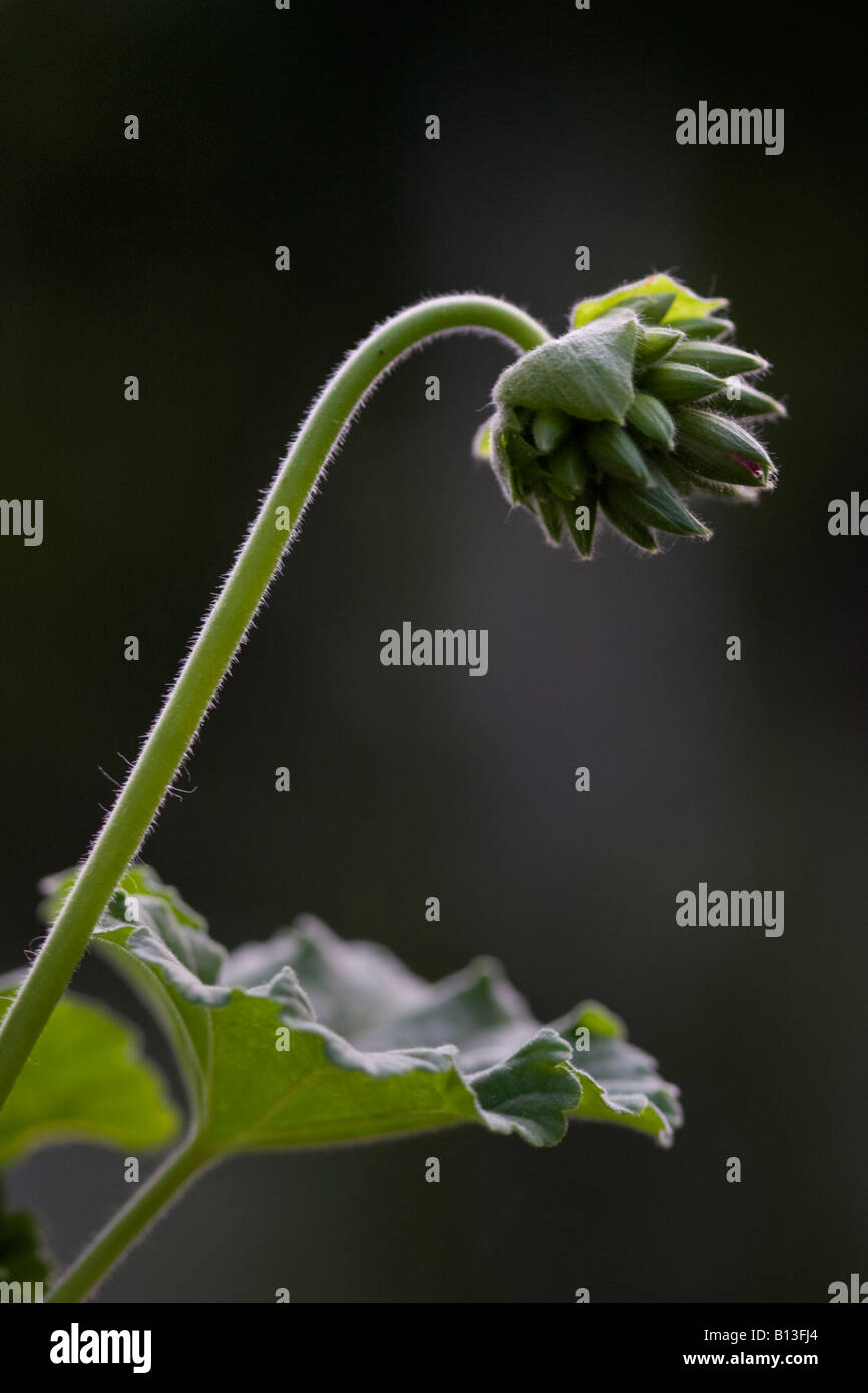 PLANT OF GREEN FLOWER ON BLACK BACKGROUND IN BACKLIGHTING Stock Photo