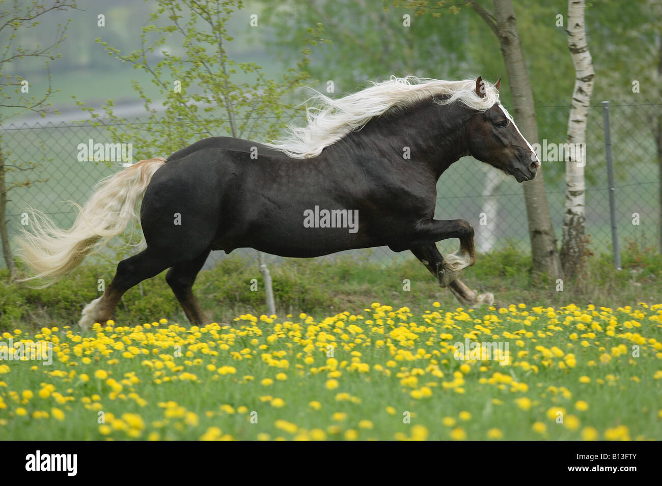 black forest horse galloping on meadow Stock Photo Alamy