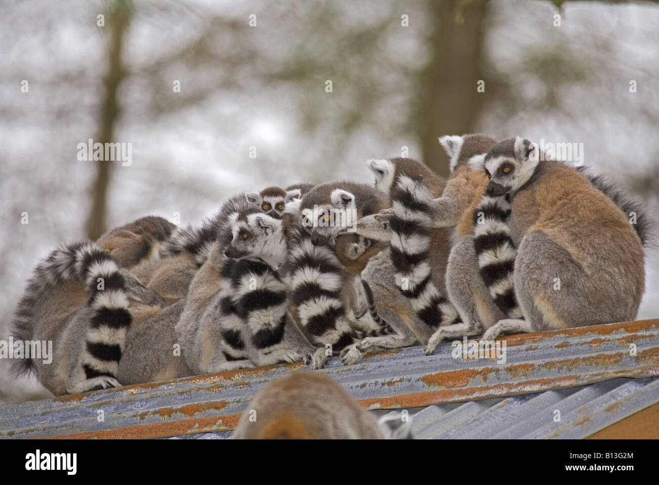 View of Ring-tailed Lemurs - sitting on roof / Lemur catta Stock Photo - Alamy