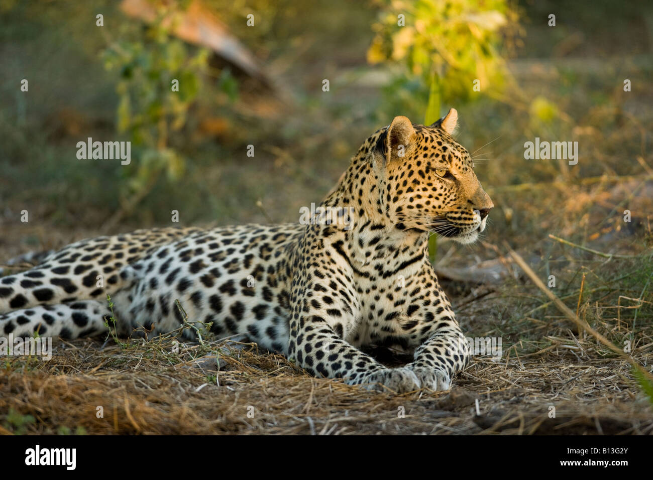 Adult African leopard, Panthera Pardus, lying down in a spot of sunlight alert and watching in Moremi Game Reserve Okavango Delta Botswana Africa Stock Photo