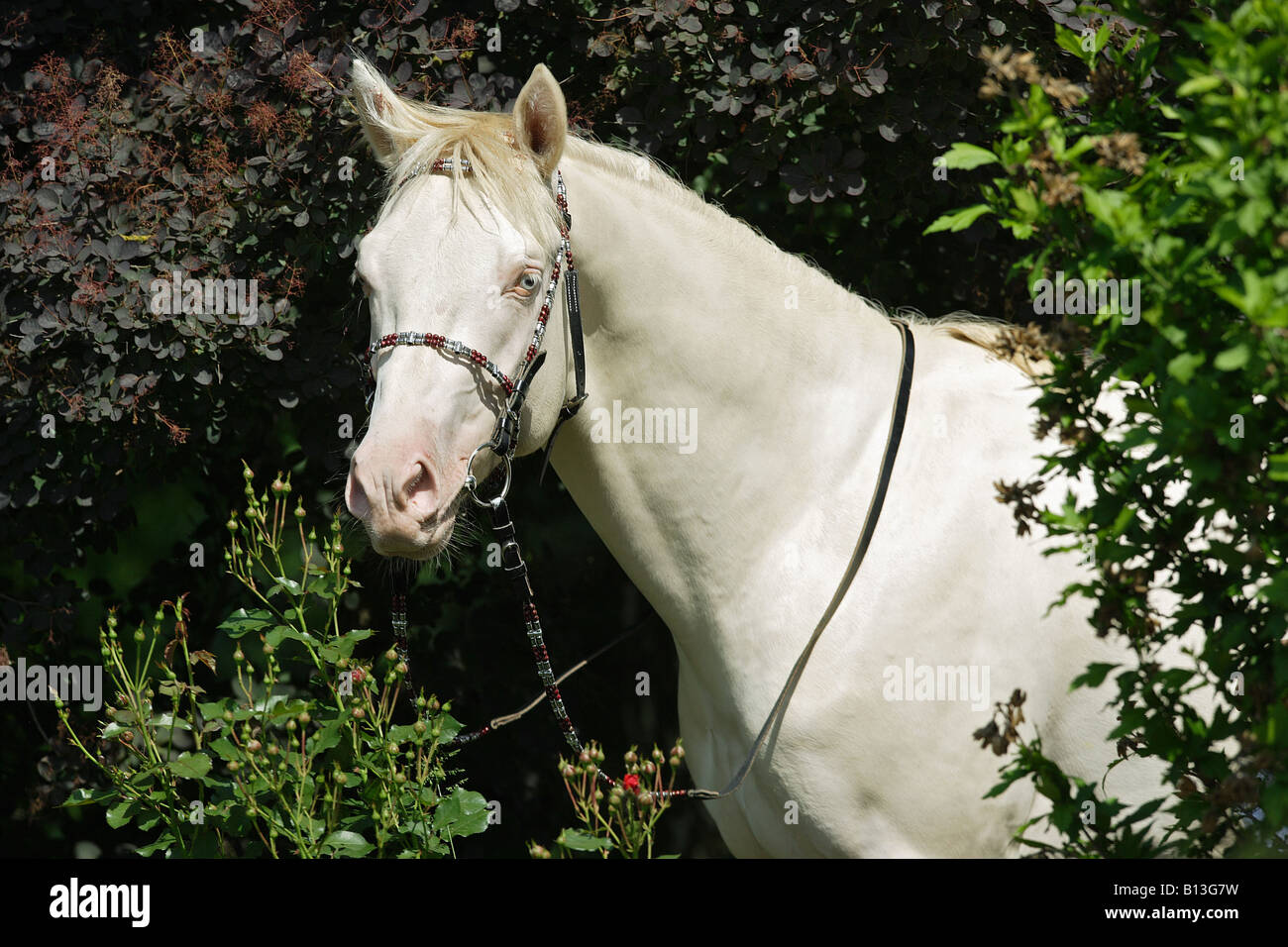 quarter horse - portrait Stock Photo