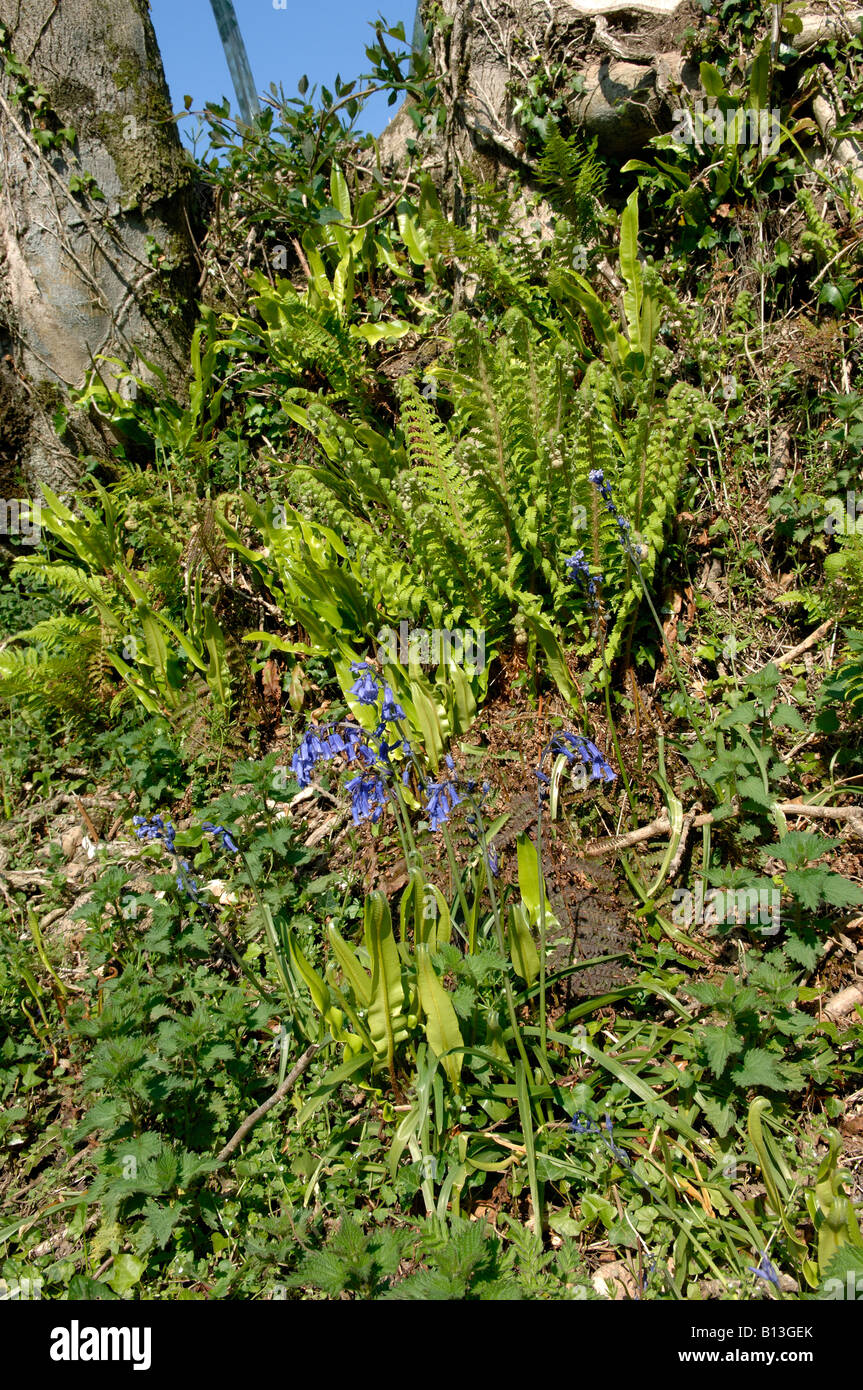 Devon bank with harts tongue and male ferns unfurling in spring Stock Photo