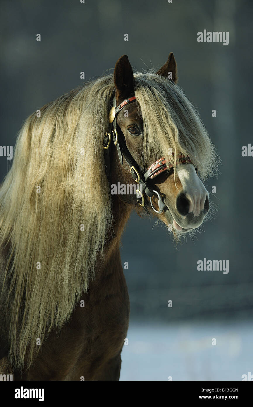 Black Forest horse - portrait Stock Photo - Alamy