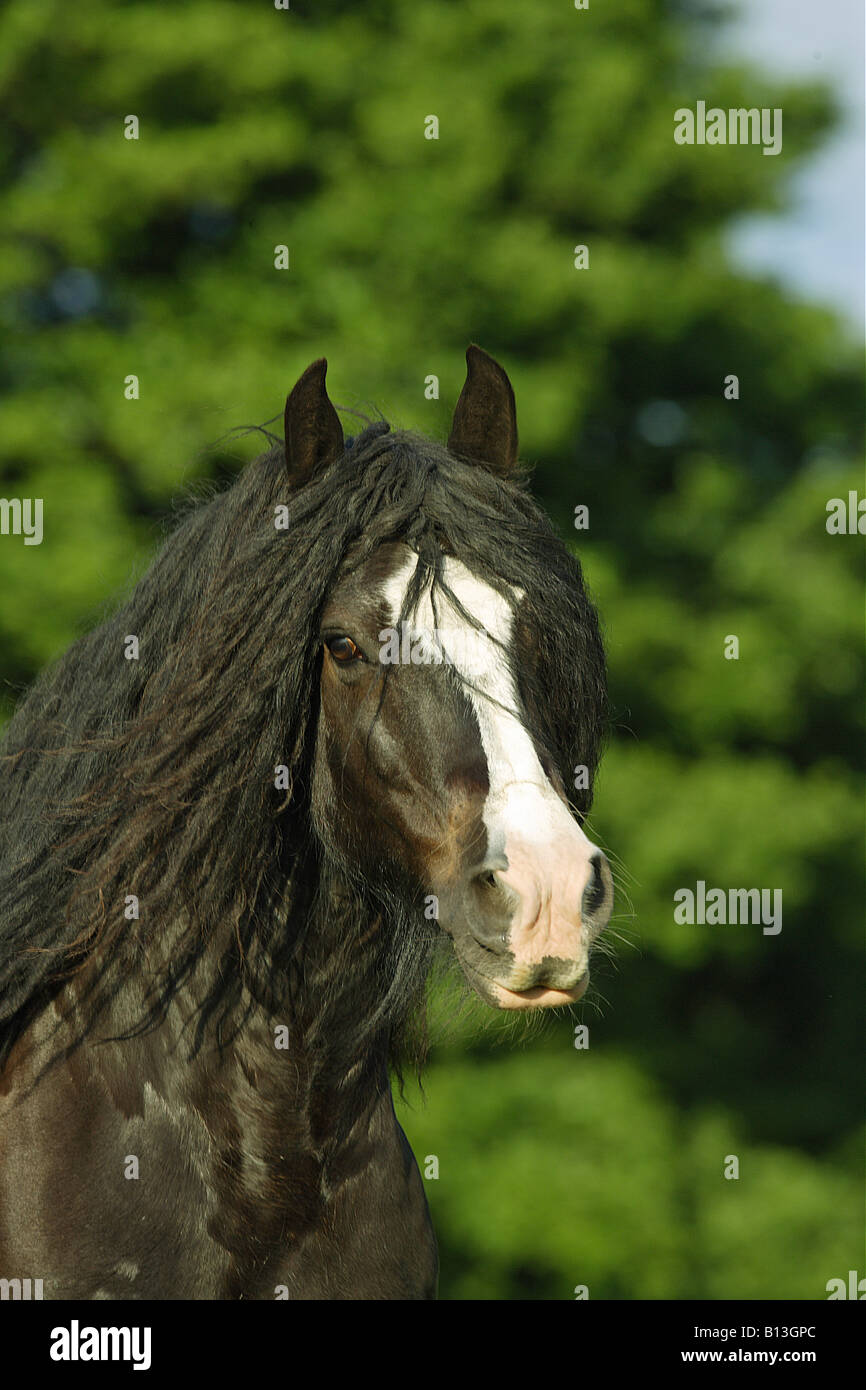 tinker pony - portrait Stock Photo - Alamy