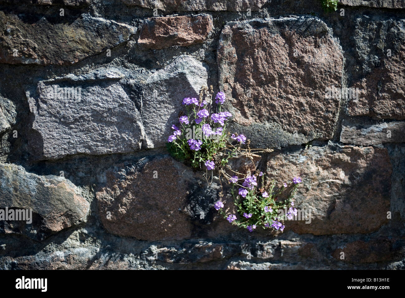 alpine flowers growing from stone wall Stock Photo - Alamy