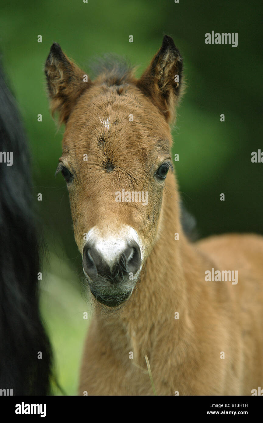 dartmoor pony foal portrait Stock Photo Alamy