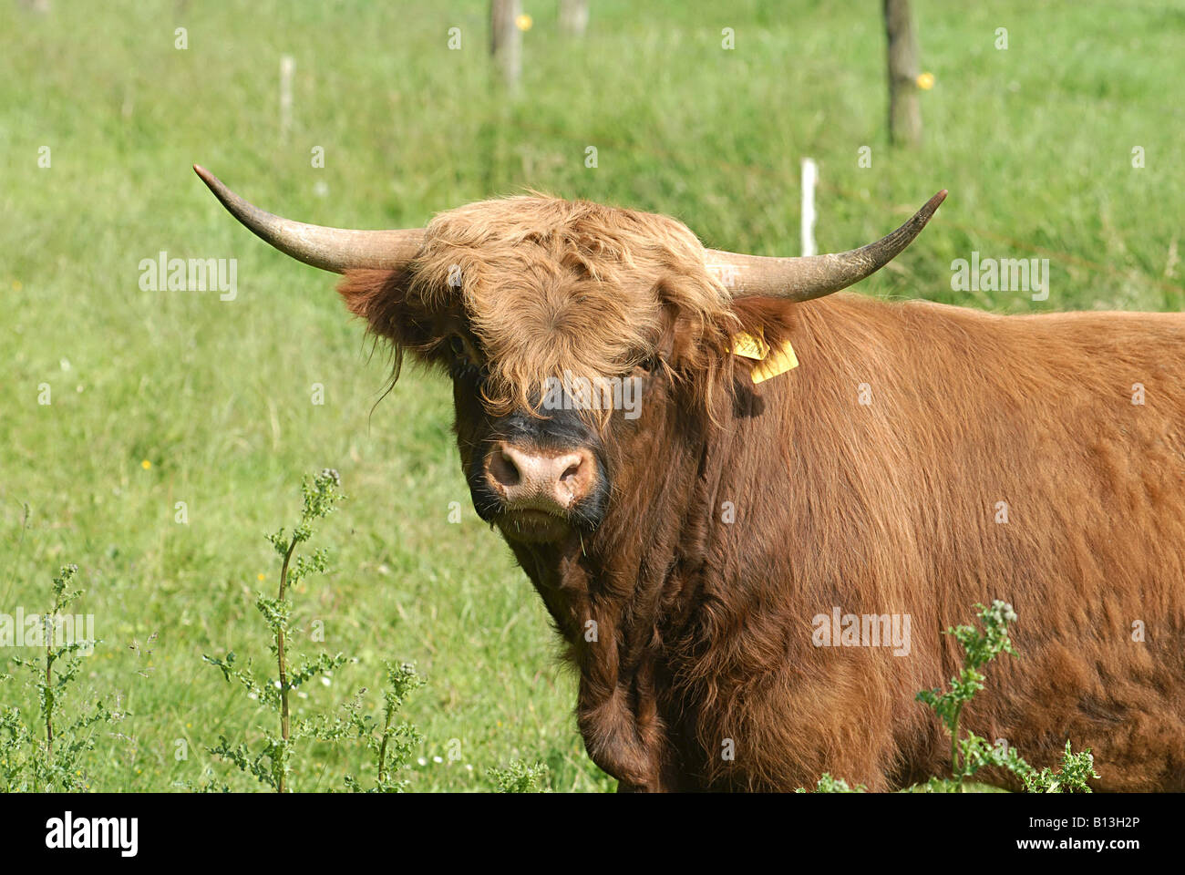 Highland cattle - standing on meadow Stock Photo - Alamy
