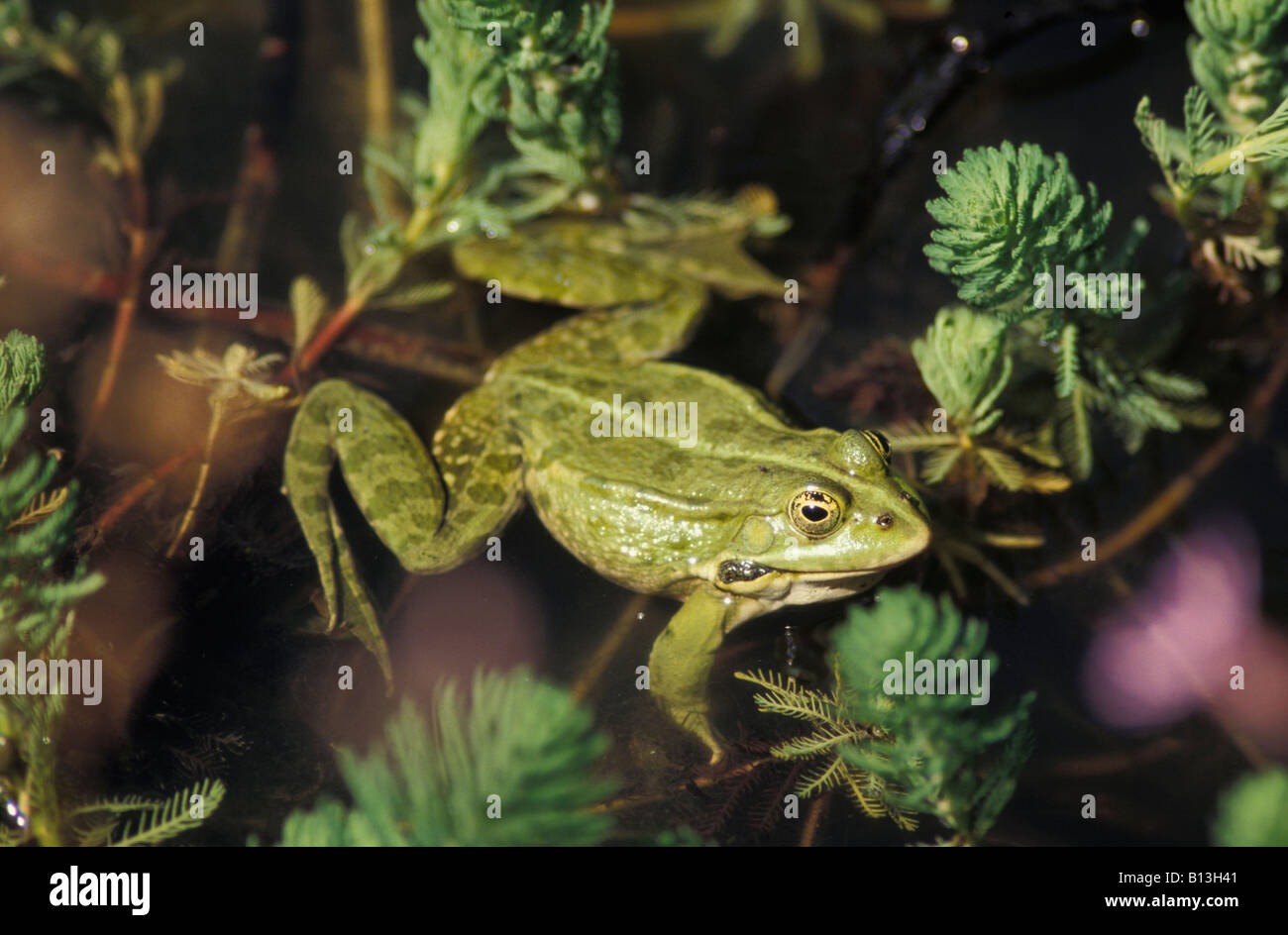 grenouille verte frog water frog Rana esculenta Germany Bavaria adult amphibians animal animals Europa Europe frog frogs from th Stock Photo