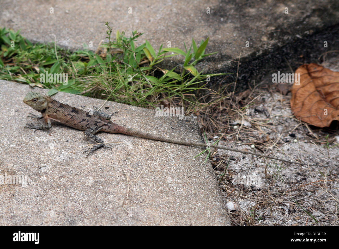 Lizard [Bandos Island, Kaafu Atoll, Maldives, Asia].                                                                           . Stock Photo