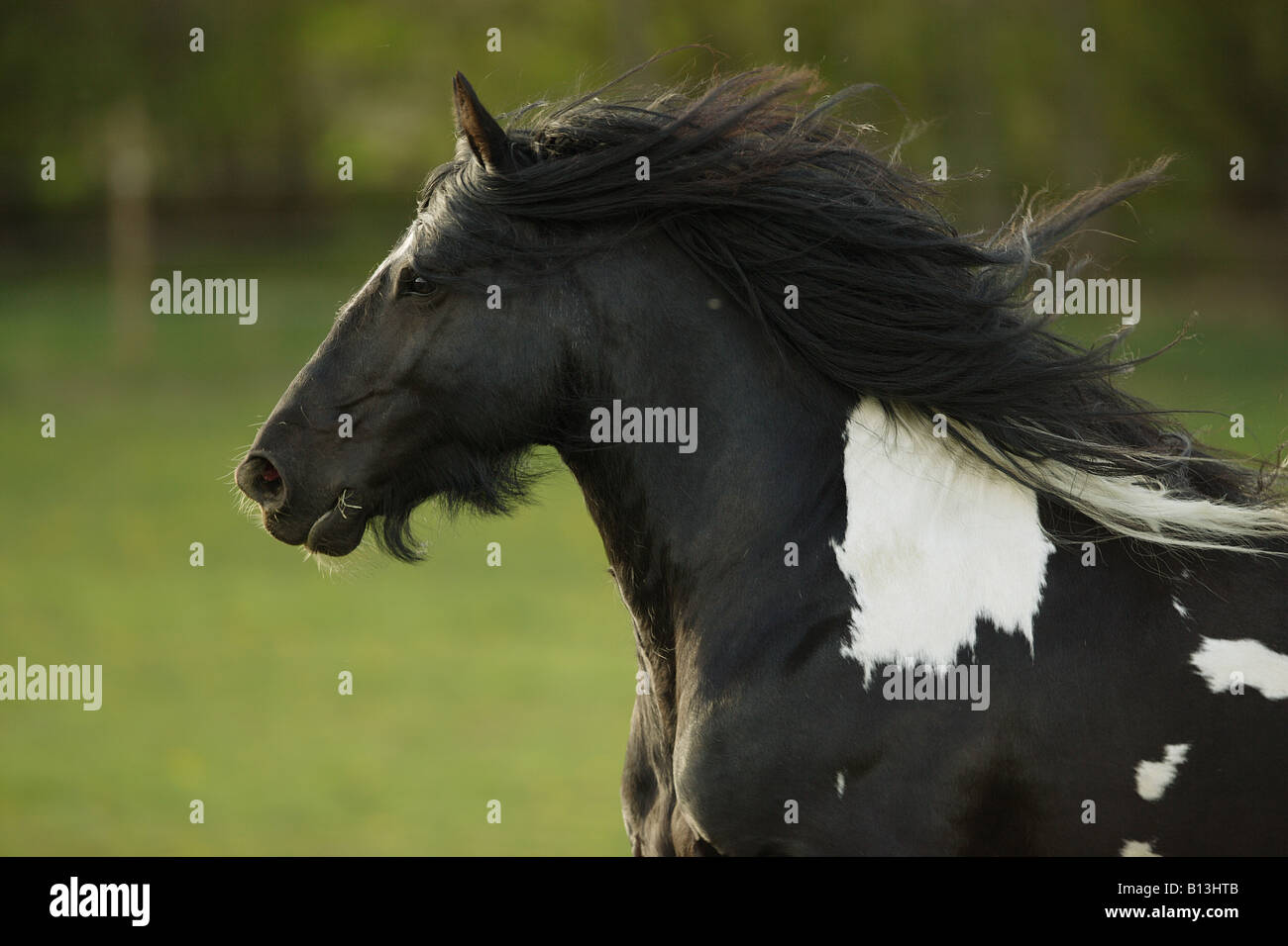 tinker pony - portrait Stock Photo - Alamy