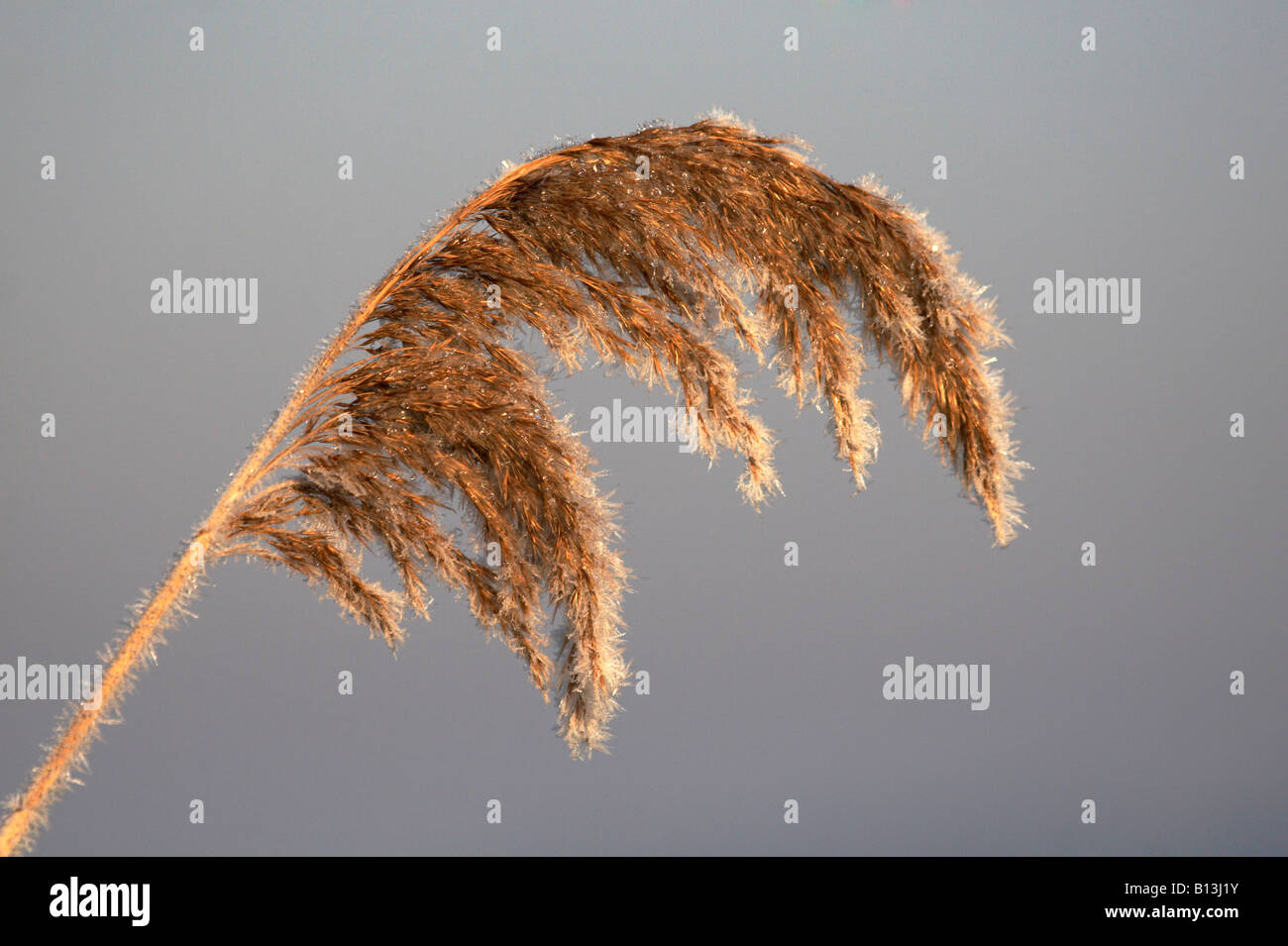 Detail of Norfolk Reed seed head on the Norfolk Broads Stock Photo