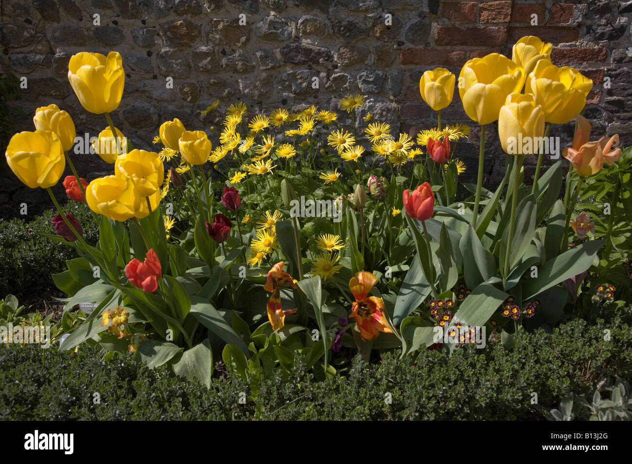 A colourful flower border in spring in the Physic Garden Petersfield, Hampshire, England. Stock Photo
